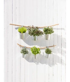 Dehner Gourmet Garten Strauchbasilikum 'Magic Blue' 9 Dehner Gourmet Garten Strauchbasilikum 'Magic Blue' -Garten Und Außenbereich 20181011 PR MO 003 Kraeuter 04