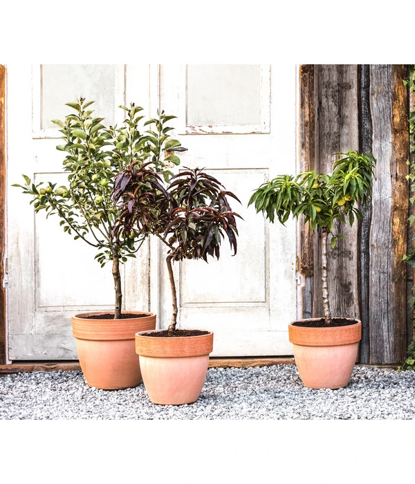 Zwergbirne 'Luisa' 2 Zwergbirne 'Luisa' – Bild 2