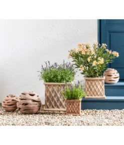 Titelseite -Garten Und Außenbereich 20200722 WE MO 001 LavandulaAngustifolia 2021 GC11