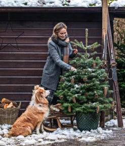 Nordmann-Tanne, B-Sortierung, Ca. 100-125 Cm, Im Topf Gewachsen -Garten Und Außenbereich 20211215 8995946 8995706 8995953 WE MO 001 TannenbaumTopf