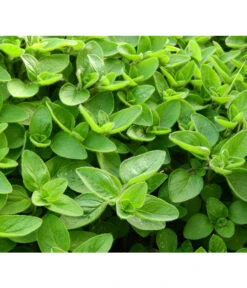 Dehner Gourmet Garten Majoran, Einjährig -Garten Und Außenbereich 2782134 WE DE 001 GourmetGartenMajoranEchterMiranT12Pixabay