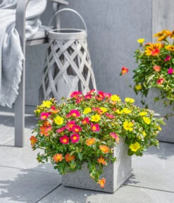 Dehner Polystone-Topf Sydney, Quadratisch, Grau -Garten Und Außenbereich 3920998 3921004 4261632 WE MO 002 DehnerPolystoneTopfSydneyquadratischgrau