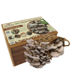 Bestseller 10 Pilzmännchen Bio Pilzzuchtset Austernpilz