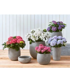 Dehner Leichtbeton-Schale Balloon Stone, Grau -Garten Und Außenbereich 4058046 4058087 4057972 WE MO 001 DehnerLeichtbetonTopfPflanztopfPflanzvase