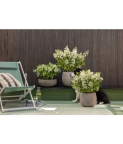 Dehner Leichtbeton-Schale Balloon Stone, Grau -Garten Und Außenbereich 4058046 4058087 4057972 WE MO 006 DehnerLeichtbetonTopfBalloon