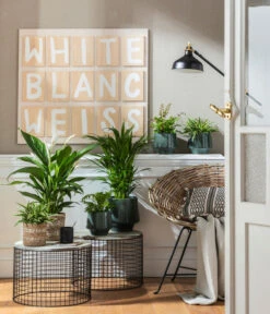 Goldfruchtpalme - Dypsis Lutescens -Garten Und Außenbereich 4099883 PR MO 001 TopfElsaPetrolKorbPapette