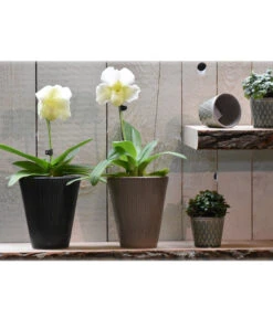 Dehner Keramik-Übertopf Elliot, Konisch, Ca. Ø14 Cm -Garten Und Außenbereich 4103321 PR MO 001 4103313 4057022 OrchideentopfElliotTaupeGranitTopfLisaMiniGruen