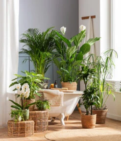 Goldfruchtpalme - Dypsis Lutescens -Garten Und Außenbereich 4440343 4439022 4438990 WE MO 002 IgmarBraun