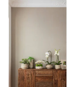 Elefantenohr - Kalanchoe Beharensis -Garten Und Außenbereich 4473492 PR MO 001 OrchideenkeramikFrayaHellbraun 4473500 4473518 4473534 4473542