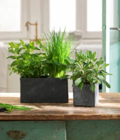 Dehner Zement-Jardiniere Slate, Rechteckig, Grau -Garten Und Außenbereich 5056221 3824307 3824299 WE MO 002 JardiniereSlateGrau