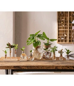 Bestseller -Garten Und Außenbereich 6125066 WE MO 001 WaterPlants