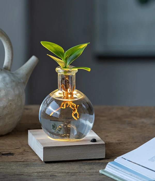 Waterplant Balsamapfel Im Kugelglas - Clusia Rosea 'Princess', Mit LED 2 Waterplant Balsamapfel Im Kugelglas - Clusia Rosea 'Princess', Mit LED – Bild 2