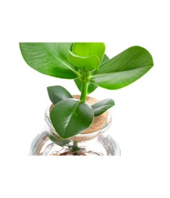 Waterplant Balsamapfel Im Kugelglas - Clusia Rosea 'Princess', Ca. 30 Cm -Garten Und Außenbereich 6125082 WE DE 001 WaterPlantsClusia12cm