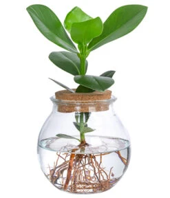 Bestseller 20 Waterplant Balsamapfel Im Kugelglas - Clusia Rosea 'Princess', Ca. 30 Cm