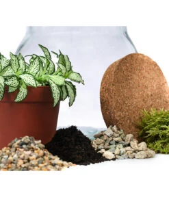 Flaschengarten DIY-Set Fittonia, 6-teilig, Ca. Ø15/H18 Cm -Garten Und Außenbereich 6188510 WE DE 001 FlaschengartenKlein