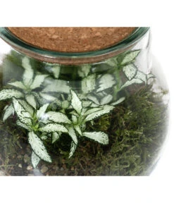 Flaschengarten DIY-Set Fittonia, 6-teilig, Ca. Ø15/H18 Cm -Garten Und Außenbereich 6188510 WE DE 002 FlaschengartenKlein