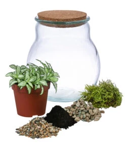 Flaschengarten DIY-Set Fittonia, 6-teilig, Ca. Ø15/H18 Cm -Garten Und Außenbereich 6188510 WE FS 001 FlaschengartenKlein