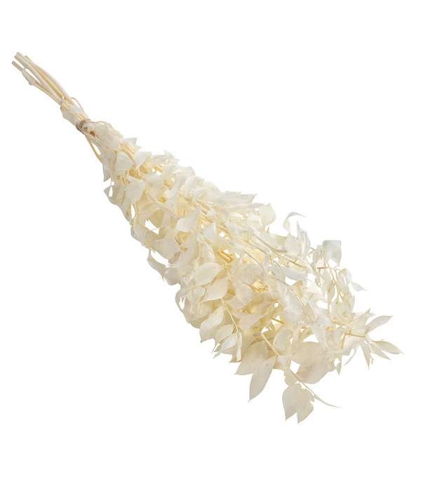 Trockenblumenbund Ruscus 1 Trockenblumenbund Ruscus