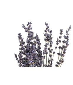 Trockenblumenbund Lavendel -Garten Und Außenbereich 6491682 PR DE 001 LavendeltiefblauBund DehnerExpressHerzig