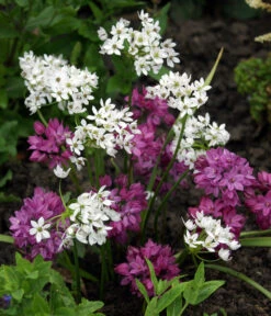 Dehner Blumenzwiebel 5 Monate Blütenpracht, 200 Stk. -Garten Und Außenbereich 6617286 WE MO 002 DehnerBlumenzwiebel5MonateBlumenpaket