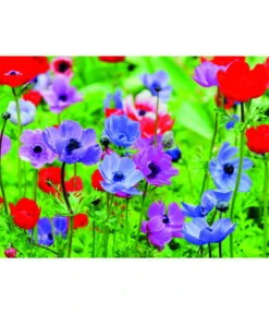 Dehner Blumenzwiebel 5 Monate Blütenpracht, 200 Stk. -Garten Und Außenbereich 6617286 WE MO 003 DehnerBlumenzwiebel5MonateBlumenpaket