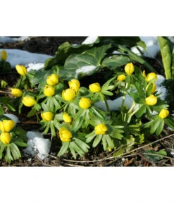 Dehner Blumenzwiebel 5 Monate Blütenpracht, 200 Stk. -Garten Und Außenbereich 6617286 WE MO 004 DehnerBlumenzwiebel5MonateBlumenpaket