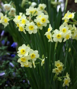 Dehner Blumenzwiebel 5 Monate Blütenpracht, 200 Stk. -Garten Und Außenbereich 6617286 WE MO 005 DehnerBlumenzwiebel5MonateBlumenpaket