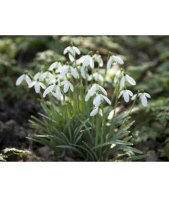 Dehner Blumenzwiebel 5 Monate Blütenpracht, 200 Stk. -Garten Und Außenbereich 6617286 WE MO 006 DehnerBlumenzwiebel5MonateBlumenpaket