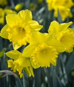 Dehner Blumenzwiebel 5 Monate Blütenpracht, 200 Stk. -Garten Und Außenbereich 6617286 WE MO 007 DehnerBlumenzwiebel5MonateBlumenpaket