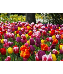 Dehner Blumenzwiebel 5 Monate Blütenpracht, 200 Stk. -Garten Und Außenbereich 6617286 WE MO 010 DehnerBlumenzwiebel5MonateBlumenpaket