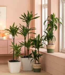 Drachenbaum - Dracaena Fragrans 'Rikki' -Garten Und Außenbereich 6735286 WE MO 002 KorbPhil