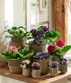 Dehner Seegras-Korb Lilja, Konisch 10 Dehner Seegras-Korb Lilja, Konisch -Garten Und Außenbereich 6739577 WE MO 001 TopfIssa