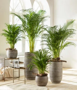 Goldfruchtpalme - Dypsis Lutescens -Garten Und Außenbereich 6799894 6799910WE MO 001 VaseLanaBraun