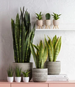 Dehner Beton-Übertopf Gaby, Rund, Ca. Ø7,5 Cm -Garten Und Außenbereich 6874994 6875009 1584218 6733604 WE MO 001 TopfLucianGruen