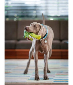 Red Dingo Hundespielzeug DURABLES Toys Krokodil -Garten Und Außenbereich 6912364 WE MO 001 RedDingoSpzKrokodil