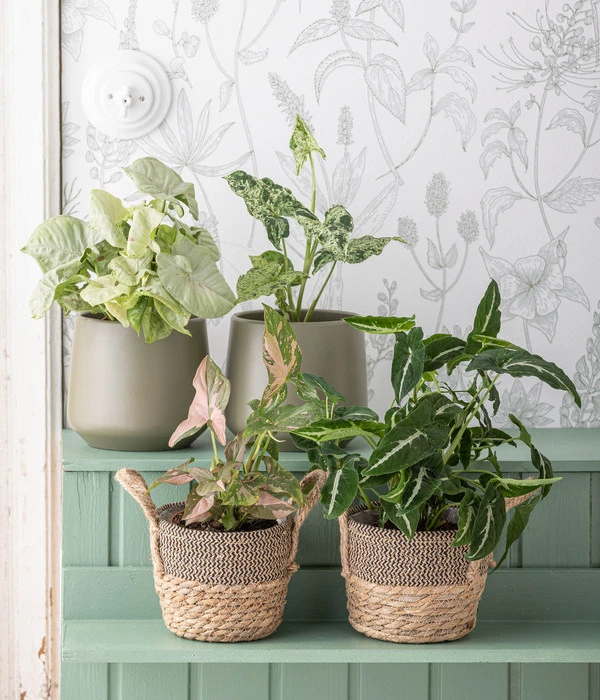 Dehner Seegras-Korb Lilja, Konisch 2 Dehner Seegras-Korb Lilja, Konisch – Bild 2