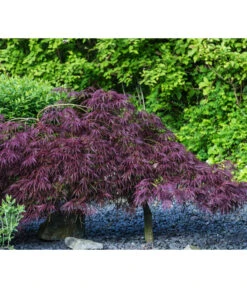 Dunkelroter Schlitz-Ahorn 'Dissectum Garnet', Ca. 30-40 Cm -Garten Und Außenbereich 7015761 PR MO 002 AcerPalmatumDissectumGarnetLucknerRetu