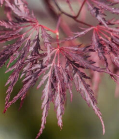 Dunkelroter Schlitz-Ahorn 'Dissectum Garnet', Ca. 30-40 Cm -Garten Und Außenbereich 7018443 WE DE 001 AcerPalmatumDissectumGarnet