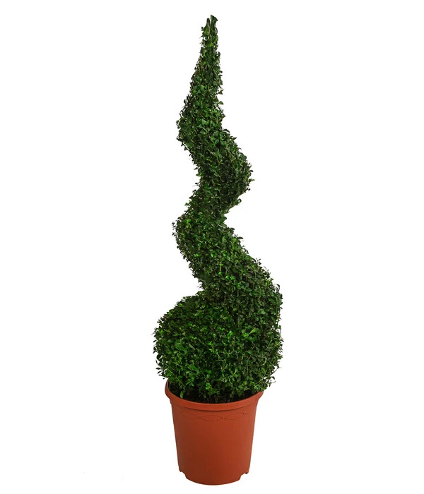 Buchs, Spirale 1 Buchs, Spirale