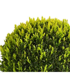 Buchs, Kugel 5 Buchs, Kugel -Garten Und Außenbereich 7082241 PR DE 001 BuxKugelDehnerExpressHerzig