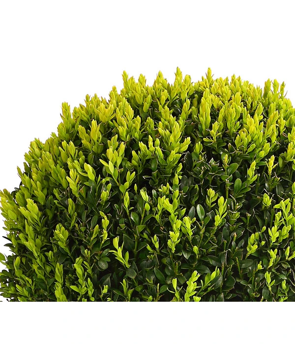 Buchs, Kugel 3 Buchs, Kugel – Bild 3