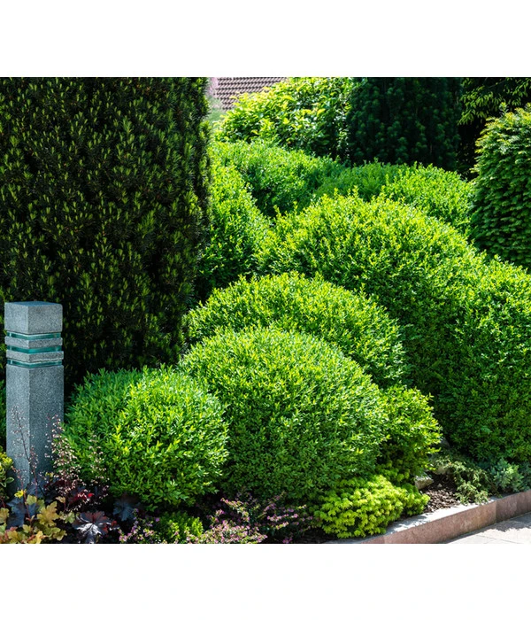 Buchs, Kugel 2 Buchs, Kugel – Bild 2