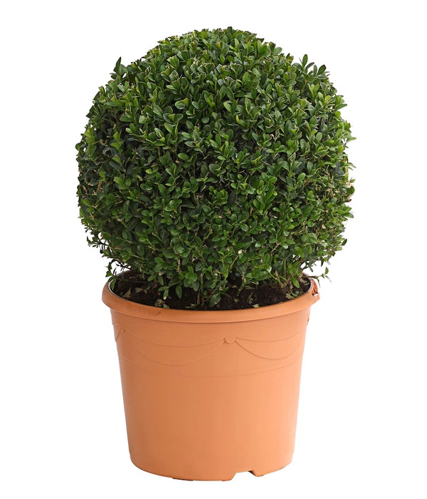 Buchs, Kugel 1 Buchs, Kugel