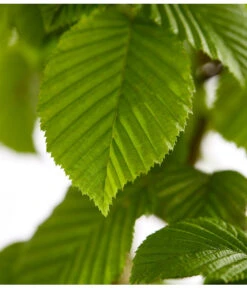 3 Meter Hainbuche, 6 X Ca. 200-225 Cm -Garten Und Außenbereich 7088883 WE DE 001 CarpinusBetulusHainbuche4LDehnerExpressZS