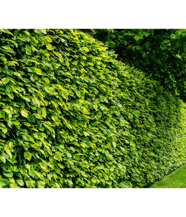 7 Meter Hainbuche, 14 X Ca. 200-225 Cm 2 7 Meter Hainbuche, 14 X Ca. 200-225 Cm – Bild 2