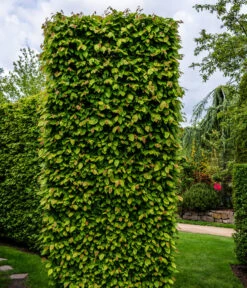 3 Meter Hainbuche, 6 X Ca. 200-225 Cm -Garten Und Außenbereich 7089188 WE MO Luckner Hecke CarpinusBetulusHainbuche