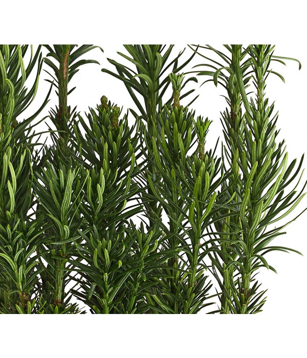 Säulen-Kopfeibe 'Fastigiata' 1 Säulen-Kopfeibe 'Fastigiata'