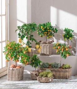 Dehner Gourmet Garten Gewürzlavendel -Garten Und Außenbereich 7119696 WE MO 001 CitrusGoldsalbei