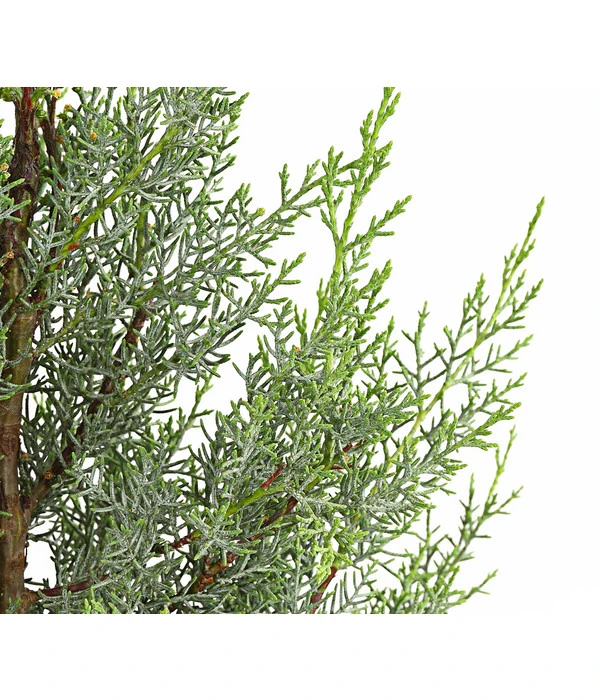 Arizona-Säulen-Zypresse 'Glauca' 2 Arizona-Säulen-Zypresse 'Glauca' – Bild 2