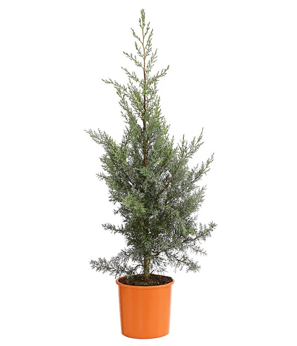 Arizona-Säulen-Zypresse 'Glauca' 1 Arizona-Säulen-Zypresse 'Glauca'